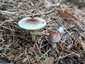 Lilás őzlábgomba (Lepiota lilacea), Budapest